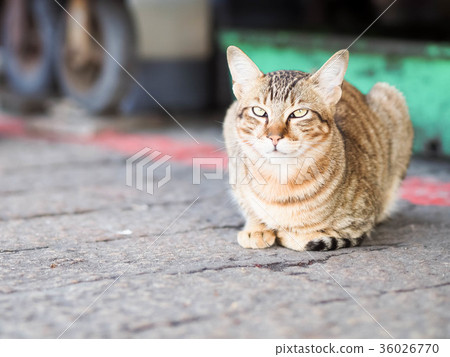 貓 36026770
