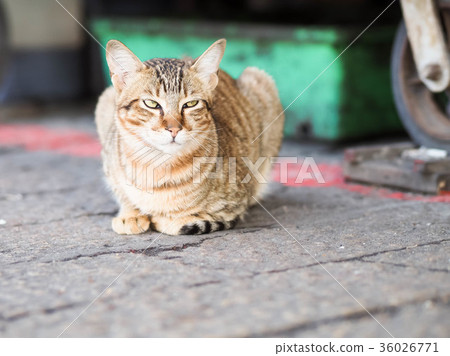 貓 36026771