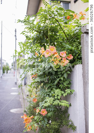 Nouzen Kazura在鎮#1 Nouzen Kazura在鎮#1 36026796