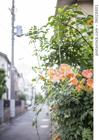 Nouzen Kazura in the town # 3 36026801