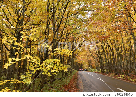 Autumn leaves of Hakkoda 36026940