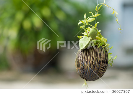 Asclepiadaceae, Dischidia pectinoides Asclepiadaceae, Dischidia pectinoides 36027507