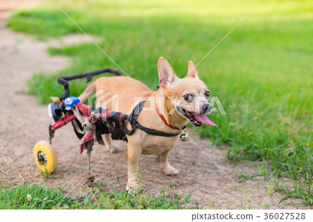 Cute little dog in wheelchair or cart walking Cute little dog in wheelchair or cart walking 36027528