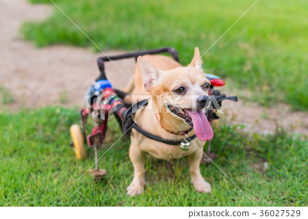 Cute little dog in wheelchair or cart walking Cute little dog in wheelchair or cart walking 36027529