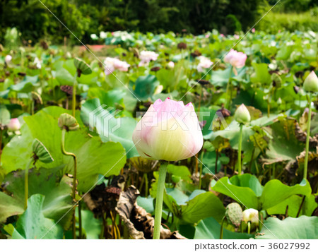 蓮花池 蓮花池 36027992