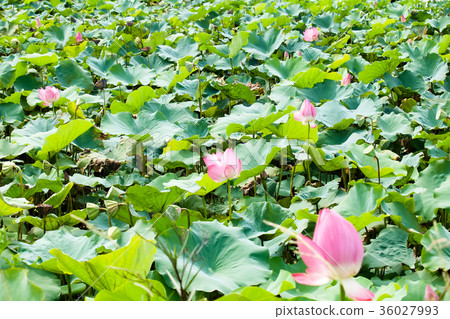 蓮花池 蓮花池 36027993