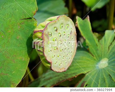 蓮花池 蓮花池 36027994
