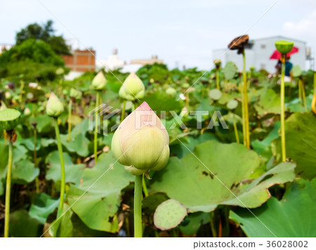 Lotus pond 36028002