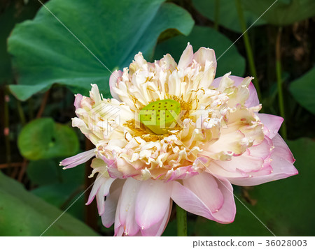 Lotus pond 36028003