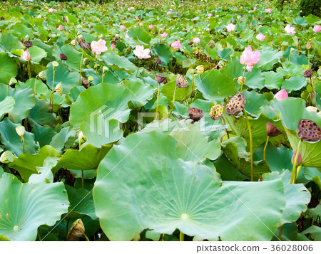 蓮花池 蓮花池 36028006