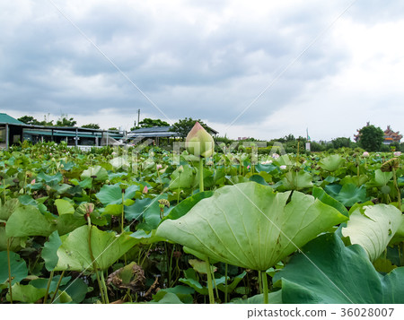 Lotus pond Lotus pond 36028007