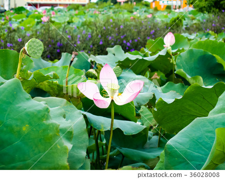 Lotus pond Lotus pond 36028008
