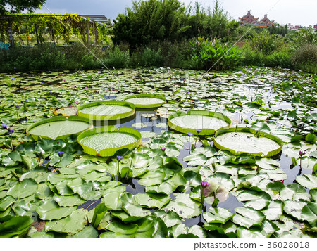 Lotus pond 36028018