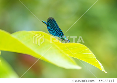 beautiful demoiselle, dragonfly on a leaf 36028541