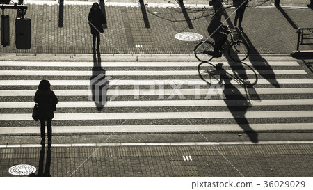 silhouette people walk on pedestrian crosswalk silhouette people walk on pedestrian crosswalk 36029029