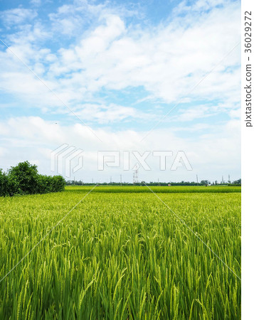 paddy paddy 36029272