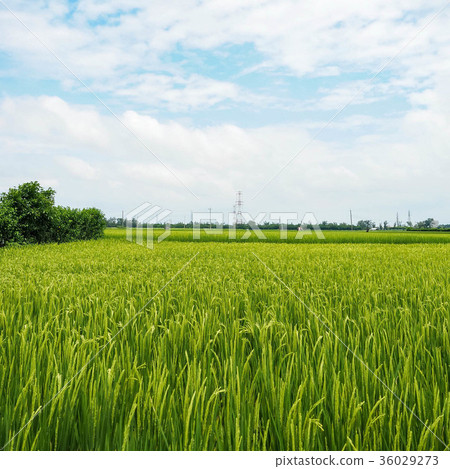 paddy paddy 36029273
