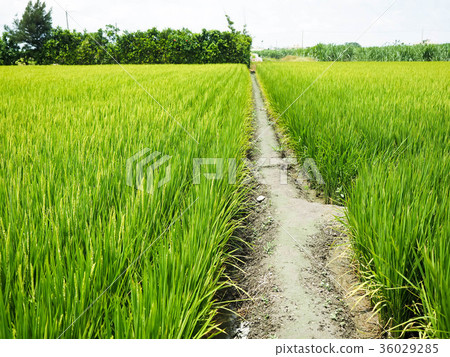 paddy paddy 36029285