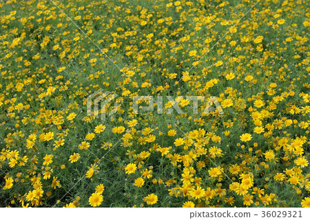 Flower Garden Flower Garden 36029321