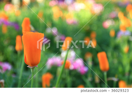 Flower Garden Flower Garden 36029323