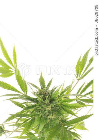 cannabis and hemp 36029709