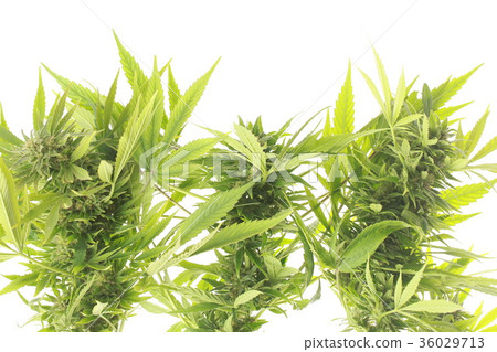 cannabis and hemp 36029713