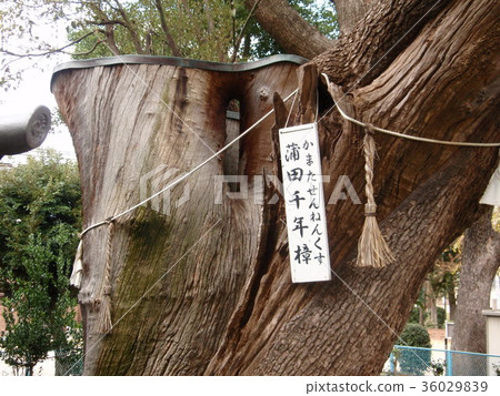 千年 千年 36029839