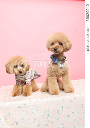 玩具貴賓犬 36029940