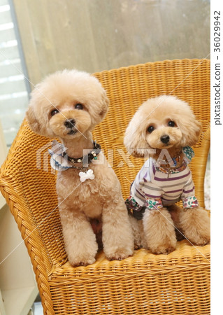 toy poodle toy poodle 36029942