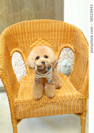 玩具貴賓犬 玩具貴賓犬 36029943