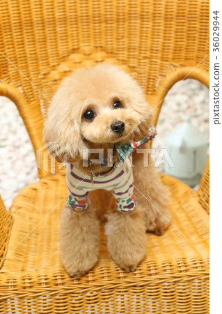 玩具貴賓犬 玩具貴賓犬 36029944