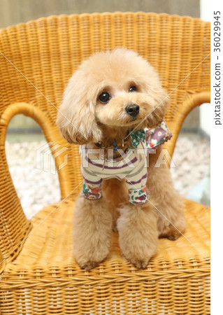 玩具貴賓犬 36029945