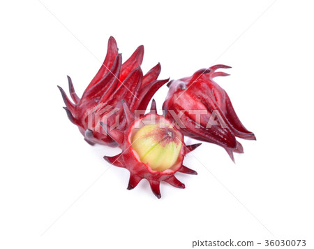 whole fresh red roselle on white background whole fresh red roselle on white background 36030073
