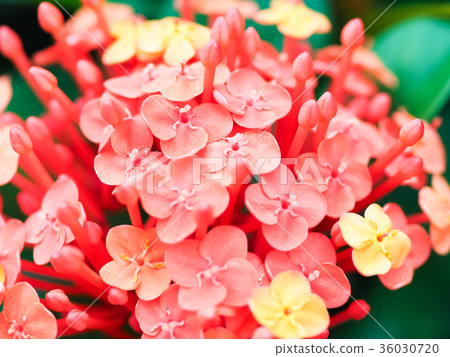 仙丹花 仙丹花 36030720