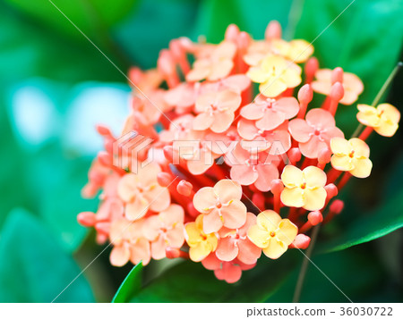 仙丹花 仙丹花 36030722