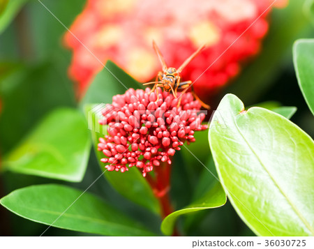 仙丹花 仙丹花 36030725