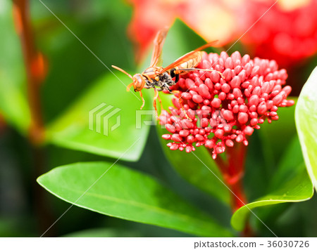 仙丹花 仙丹花 36030726