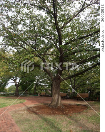 large tree  36030958