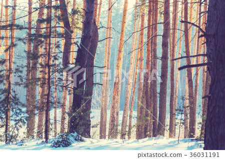 Winter forest Winter forest 36031191