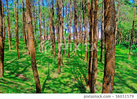Green tree, abundant natural. Green tree, abundant natural. 36031579