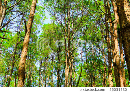 Green tree, abundant natural. Green tree, abundant natural. 36031580