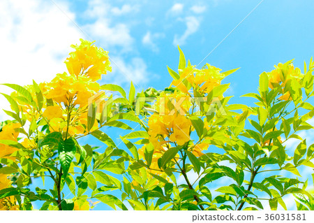Yellow flowers bloom beautifully. Yellow flowers bloom beautifully. 36031581
