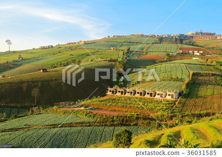 High mountain scenery. 36031585