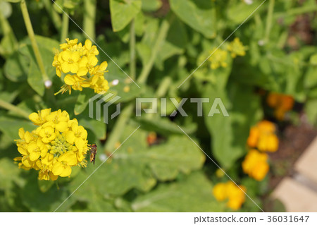 Hanab and rape blossoms 36031647