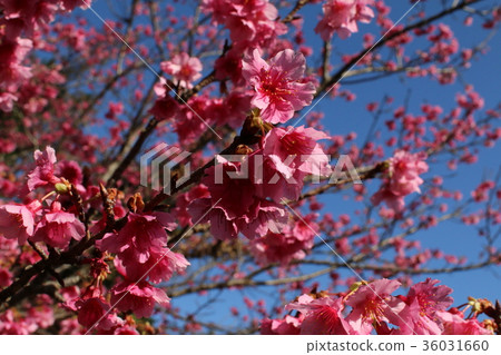 Spring romance Amami Oshima Hikanzakura Spring romance Amami Oshima Hikanzakura 36031660