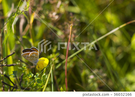 Butterfly Aricia agestis sits on flower on meadow 36032166