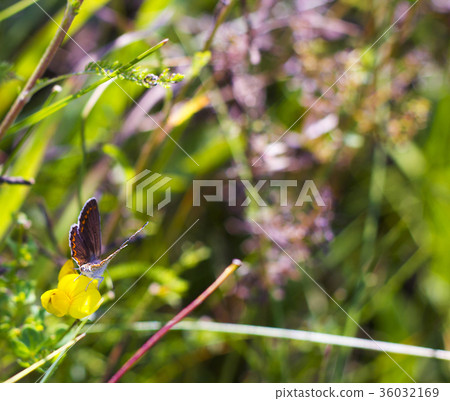 Butterfly Aricia agestis sits on flower on meadow 36032169