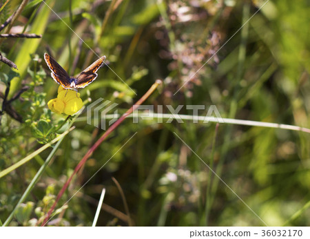 Butterfly Aricia agestis sits on flower on meadow Butterfly Aricia agestis sits on flower on meadow 36032170