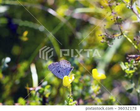 Butterfly Aricia agestis sits on flower on meadow 36032178