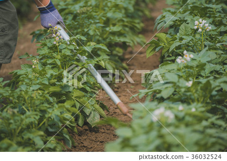 農業 農作 農事 36032524
